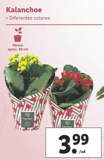 Lidl Kalanchoe oferta