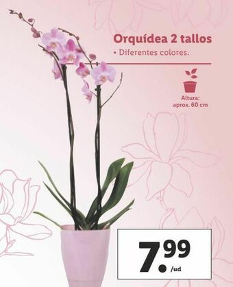 Lidl Orquídeas oferta