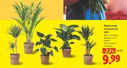 Lidl Planta verde en maceta de yute oferta