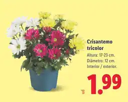 Lidl Crisantemo tricolor oferta