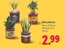 Lidl Mini plantas oferta