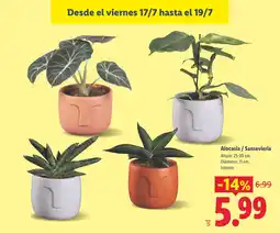 Lidl Alocasia / Sansevieria oferta