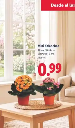 Lidl Mini Kalanchoe oferta