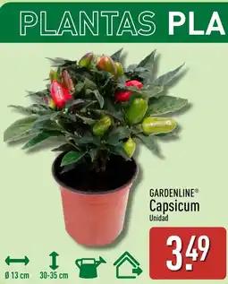 ALDI GARDENLINE Capsicum oferta