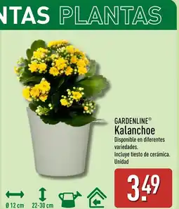 ALDI GARDENLINE Kalanchoe oferta