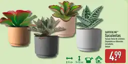 ALDI GARDENLINE Suculentas oferta