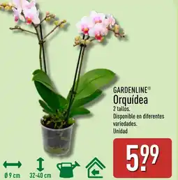 ALDI GARDENLINE Orquídea oferta