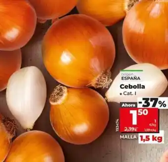 Dia Cebolla oferta