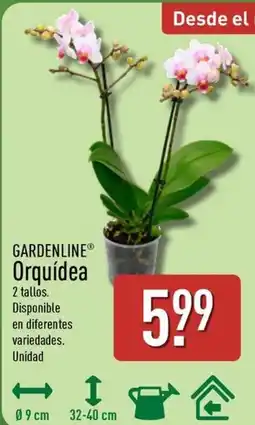 ALDI GARDENLINE Orquídea oferta