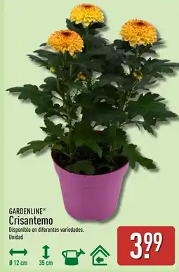 ALDI GARDENLINE Crisantemo oferta