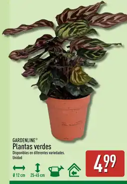 ALDI GARDENLINE Plantas verdes oferta