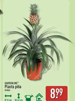 ALDI GARDENLINE Planta piña oferta