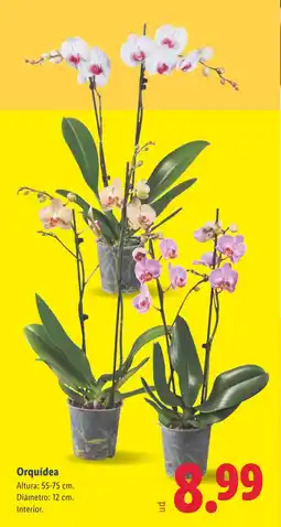 Lidl Orquídea oferta