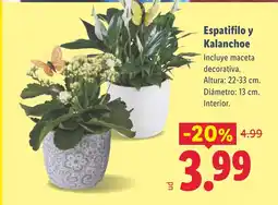 Lidl Espatifilo y Kalanchoe oferta