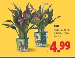 Lidl Cala oferta