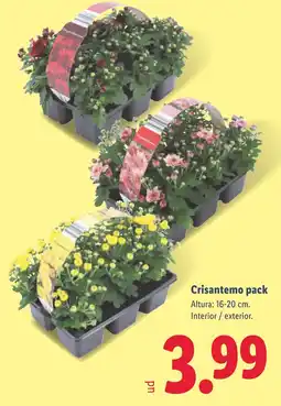 Lidl Crisantemo pack oferta