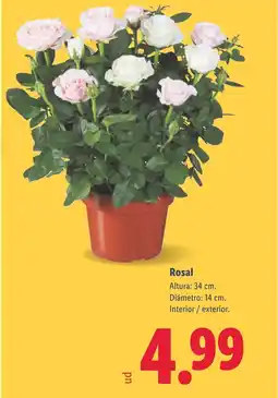 Lidl Rosal oferta