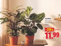 Lidl Calathea oferta