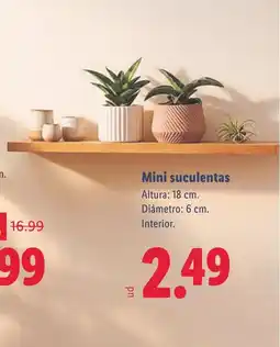 Lidl Mini suculentas oferta