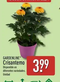 ALDI GARDENLINE Crisantemo oferta