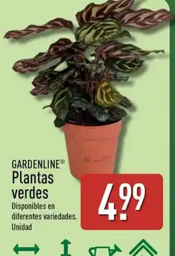 ALDI GARDENLINE Plantas verdes oferta