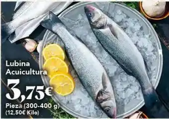 Gadis Lubina acuicultura oferta