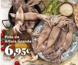 Gadis Pota de altura grande oferta
