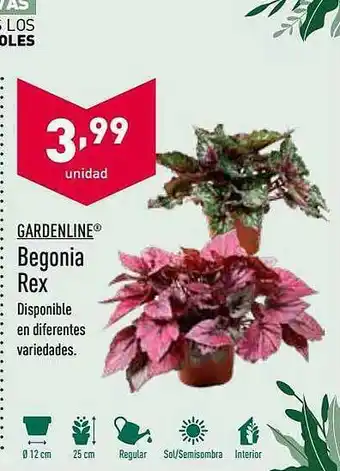 ALDI Gardenline Begonia Rex oferta