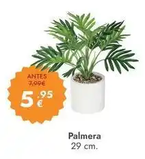 Rocasa Palmera oferta