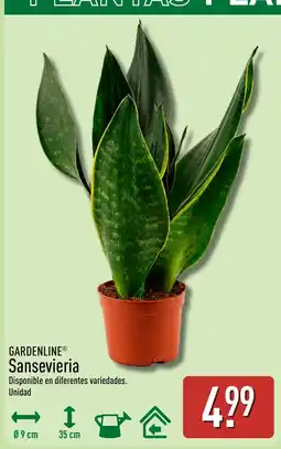 ALDI GARDENLINE Sansevieria oferta