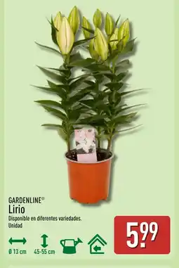 ALDI GARDENLINE Lirio oferta