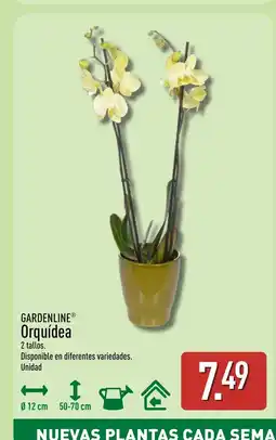 ALDI GARDENLINE Orquídea oferta