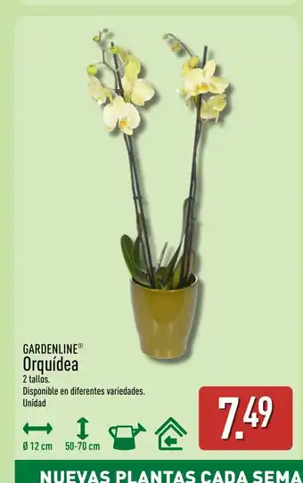 ALDI GARDENLINE Orquídea oferta