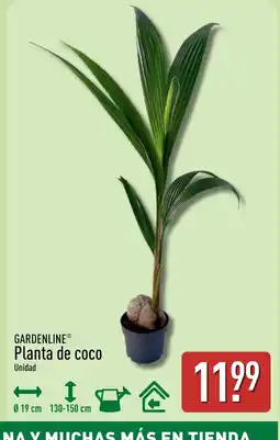 ALDI GARDENLINE Planta de coco oferta