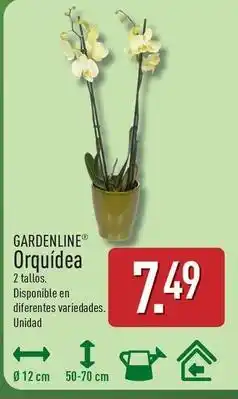 ALDI Gardenline - orquídea oferta