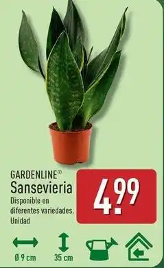 ALDI Gardenline - sansevieria oferta