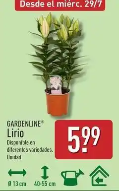 ALDI Gardenline - lirio oferta