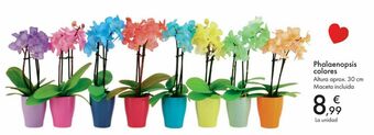 Carrefour Phalaenopsis colores oferta