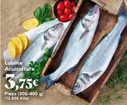 Gadis Lubina acuicultura oferta