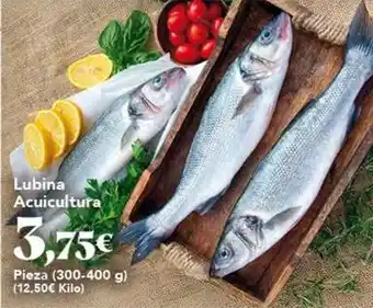 Gadis Lubina acuicultura oferta