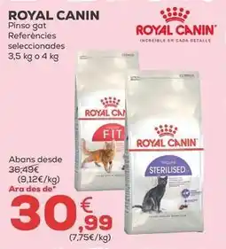 Kiwoko Royal canin - pienso gato oferta