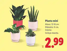 Lidl Planta mini oferta