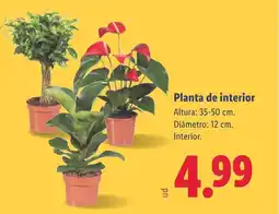 Lidl Planta de interior oferta