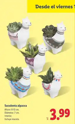 Lidl Suculenta alpacca oferta