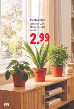 Lidl Planta verde oferta