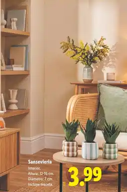 Lidl Sansevieria oferta
