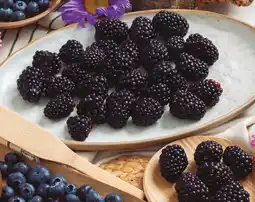 Gadis Moras Ecológicas 1ª oferta