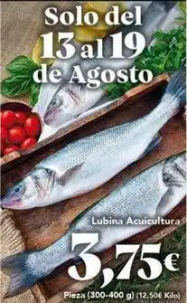 Gadis Solo - lubina acuicultura oferta