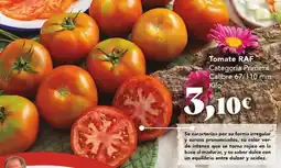 Gadis Intenso - tomate rae oferta