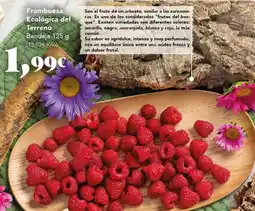 Gadis Intenso - frambuesa ecologica del terreno oferta